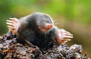 Krtek obecný (Talpa europaea) – Miroslav Hlavko / Shutterstock