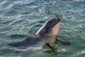 Sviňucha obecná (Phocoena phocoena) – Elise V / Shutterstock