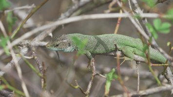 Ještěrka zelená (Lacerta viridis) z čeledi ještěrkovitých – MEDIAIMAG / Shutterstock