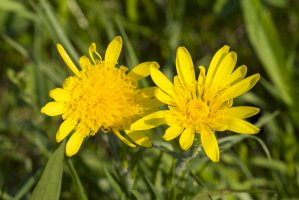 Hadí mord nízký (Scorzonera humilis) – Bildagentur Zoonar GmbH/Shutterstock