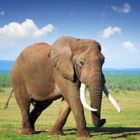 Kly slona afrického (Loxodonta africana) – Johan Swanepoel / Shutterstock