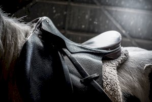 Jezdecké sedlo – Photo by Jez Timms on Unsplash