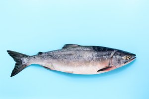 Losos gorbuša (Orcorhynchus gorbuscha) – Natalya Pekh / Shutterstock