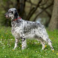 Anglický setr – Dorottya Mathe/Shutterstock