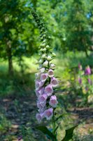 Digitalis – Photo by Dušan Smetana on Unsplash