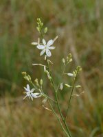 Bělozářka větvitá (Anthericum ramosum) – Lars Porta/Shutterstock