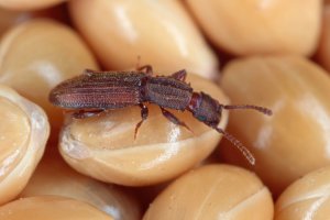 Lesák skladištní (Oryzaephilus surinamensis) – Tomasz Klejdysz / Shutterstock