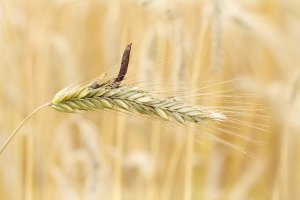 Sklerocium paličkovice nachové (Claviceps purpurea) na klasu žita – Carmen Rieb / Shutterstock