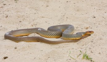 Štíhlovka východní (Coluber jugularis) – RazvanZinica / Shutterstock
