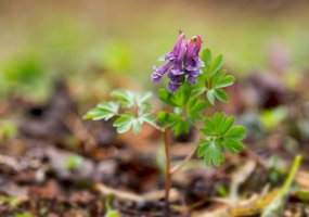 Dymnivka dutá (Corydalis cava) – Ihor Hvozdetskyi/Shutterstock