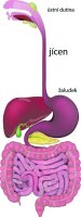 Trávicí soustava s vyznačeným jícnem (oesophagus), ilustrace – Christos Georghiou / Shutterstock