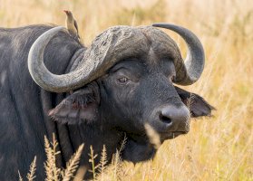Buvol africký (Syncerus caffer) – Photo by ZACHARY PEARSON on Unsplash