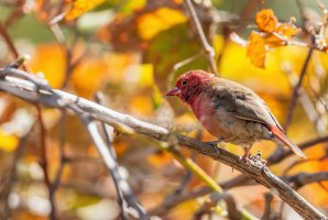 Amarant malý (Lagonosticta senegala) – David Havel / Shutterstock