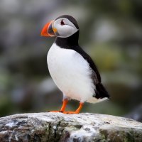 Papuchalk ploskozobý – Mark Caunt / Shutterstock