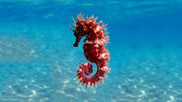 Koníček mořský (Hippocampus guttulatus) – Vojce / Shutterstock
