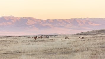 Kůň převalského (Equus przewalskii) úspěšně reintrodukovaný v Mongolsku – Pises Tungittipokai / Shutterstock