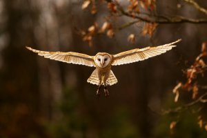 Letící sova pálená (Tyto alba) z nadřádu letci – Michal Ninger / Shutterstock
