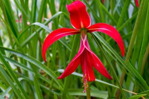 Červeně kvetoucí sprekélie nejkrásnější (Sprekelia formosissima), známá také jako Jakubská lilie – Olga Kashubin / Shutterstock
