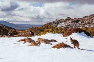 Ben Lomond, Austrálie – FiledIMAGE / Shutterstock