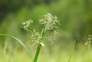 Skřípina lesní (Scirpus sylvaticus) – Ihor Hvozdetskyi/Shutterstock