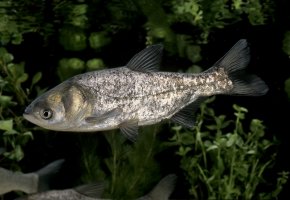 Tolstolobik bílý (Hypophthalmichthys molitrix) – slowmotiongli / Shutterstock