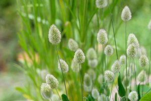 Zaječí ocásek vejčitý (Lagurus ovatus) – Picmin / Shutterstock
