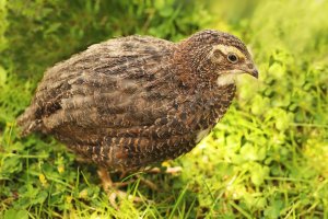 Křepelka japonská (Coturnix japonica) z řádu hrabavých – Augenstern / Shutterstock
