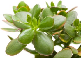 Tlustice vejčitá (Crassula ovata) – Tamara Kulikova/Shutterstock