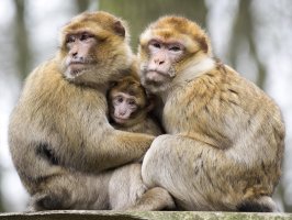 Rodina makaků bezocasých (Macaca sylvanus) – Edwin Butter / Shutterstock