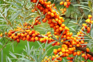 Rakytník řešetlákový (Hippophae rhamnoides) z řádu hlošinokvětých, detail větvičky s listy a plody – Miroslav Hlavko / Shutterstock