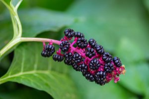 Líčidlo americké (Phytolacca decandra) – Iva Vagnerova / Shutterstock