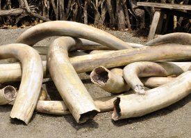 Hromada sloních klů – Svetlana Foote / Shutterstock