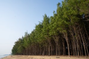 Přesličník přesličkolistý (Casuarina equisetifolia) z řádu přesličníkokvěté, háj stromů na pláži – mokjc / Shutterstock