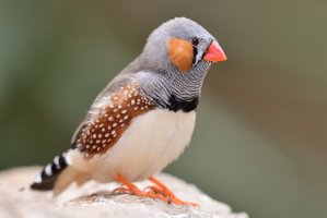 Zebřička pestrá (taeniopygia guttata) – Tom Meaker / Shutterstock