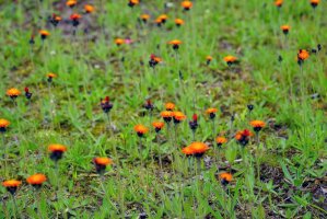 Jestřábník oranžový (Hieracium aurantiacum) – EQRoy/Shutterstock