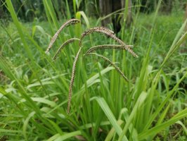 Paspal rozšířený (Paspalum dilatatum) – Young Swee Ming / Shutterstock