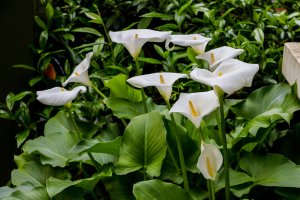 Bíle kvetoucí kala / kornoutnice africká (Calla / Zantedeschia aethiopica) – Hanging Bear Media / Shutterstock