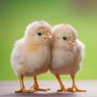 Kuře – Santirat Praeknokkaew/Shutterstock