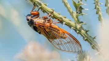 Cikáda chlumní (Cicadetta maontana) z podřádu křísovití – kakteen / Shutterstock
