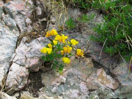 Čičorka pochvatá (Coronilla vaginalis) – kato08/Shutterstock