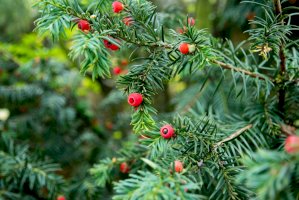 Tis červený (Taxus baccata) – Olha Khomenko/Shutterstock