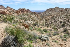 Colorado Desert – Bram Reusen / Shutterstock