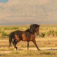 Kůň domácí (Equus caballus) – Tom Tietz/Shutterstock