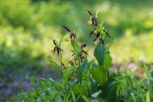 Střevíčník pantoflíček (Cypripedium calceolus) – Roman Bjuty/Shutterstock