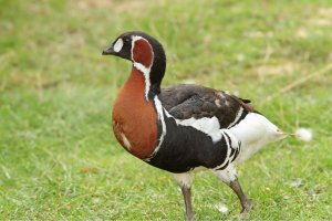 Berneška rudokrká (Branta ruficollis) – taviphoto / Shutterstock