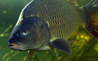 Kapr obecný (Cyprinus carpio) z řádu máloostných – Kletr / Shutterstock