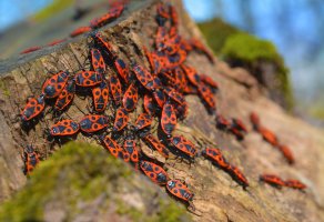 Brouci ruměnice pospolné (Pyrrhocoris apterus) z řádu ploštice – bogdan ionescu / Shutterstock