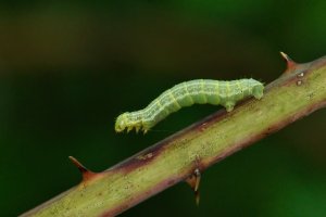 Píďalka podzimní (Operophtera brumata), připomínající tvarem těla větvičku – Ox Karol / Shutterstock