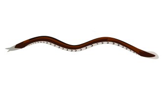 Sliznatka cizopasná (Myxine glutinosa) z řádu sliznatek, ilustrace – Agussetiawan99 / Shutterstock