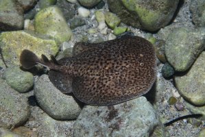 Parejnok elektrický (Torpedo marmorata) – aquapix / Shutterstock